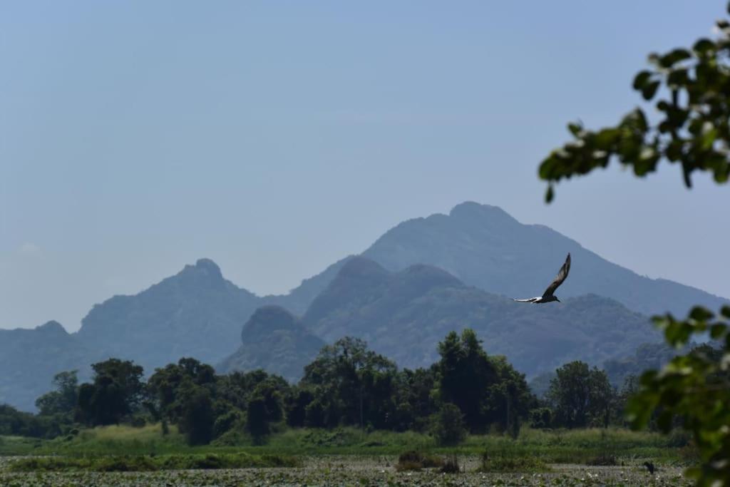 Sigiriya Village Home Stay 外观 照片